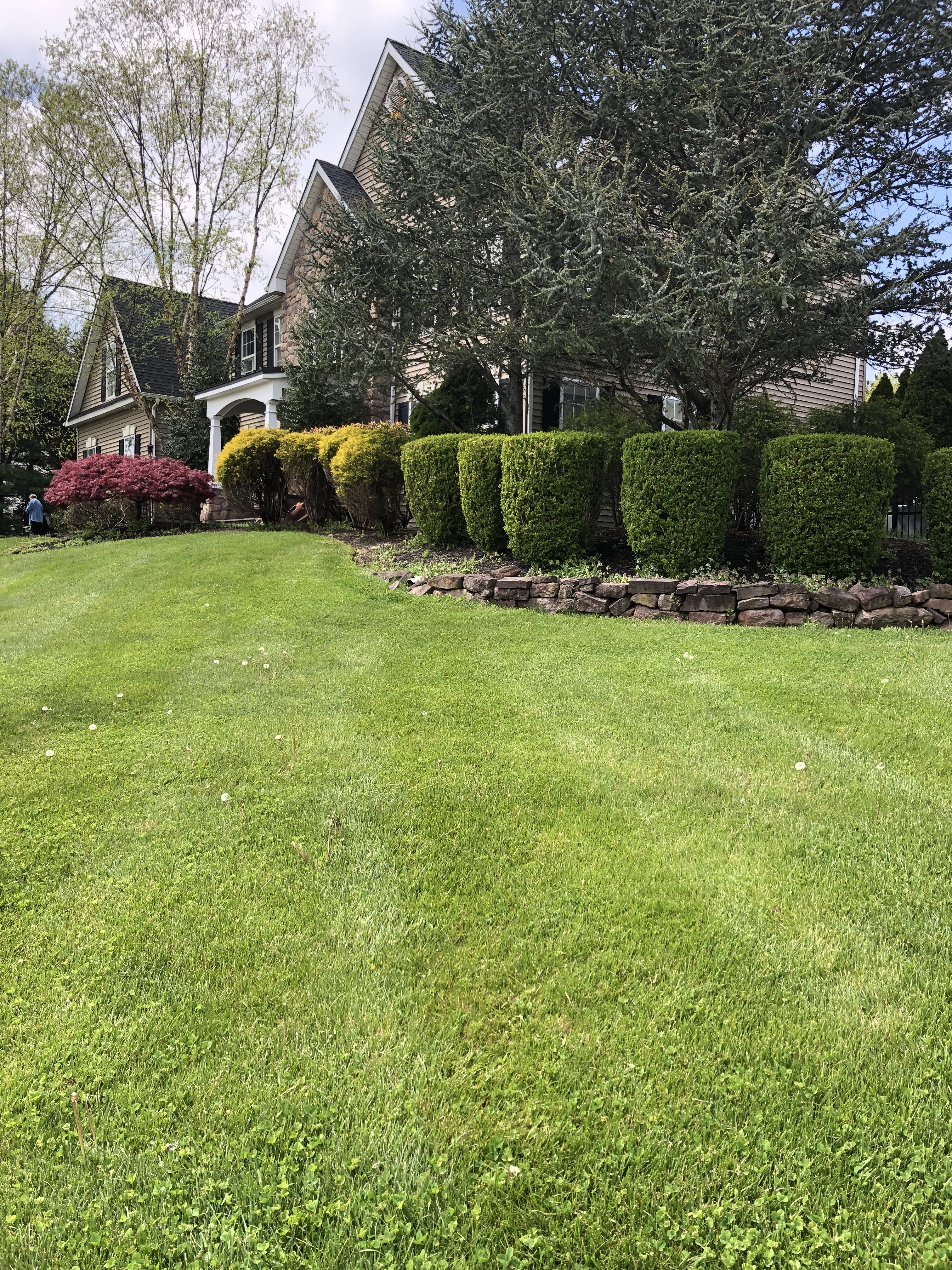 Professional hedge trimming